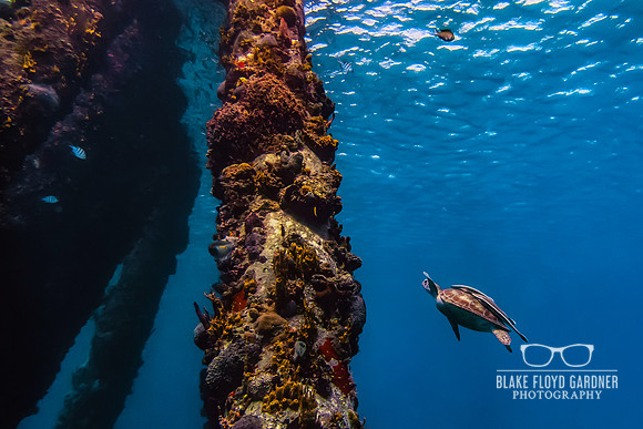 Green Turtle & Ramoras at Pillars