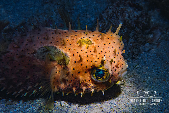 Bridled Burrfish