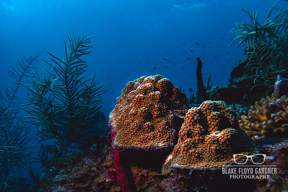 Mountainous Star Coral