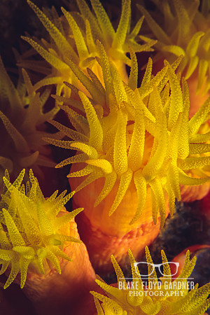 Sun Coral