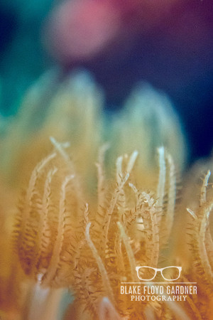 Gorgonian Polyps 2