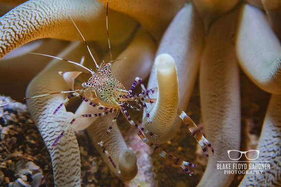 Anemone Shrimp 1