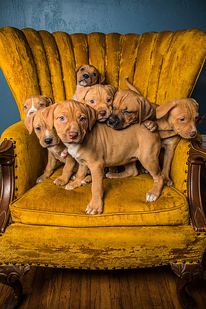 Rescued Puppies