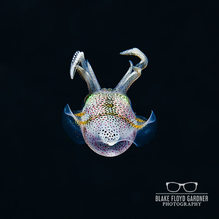 Juvenile Reef Squid